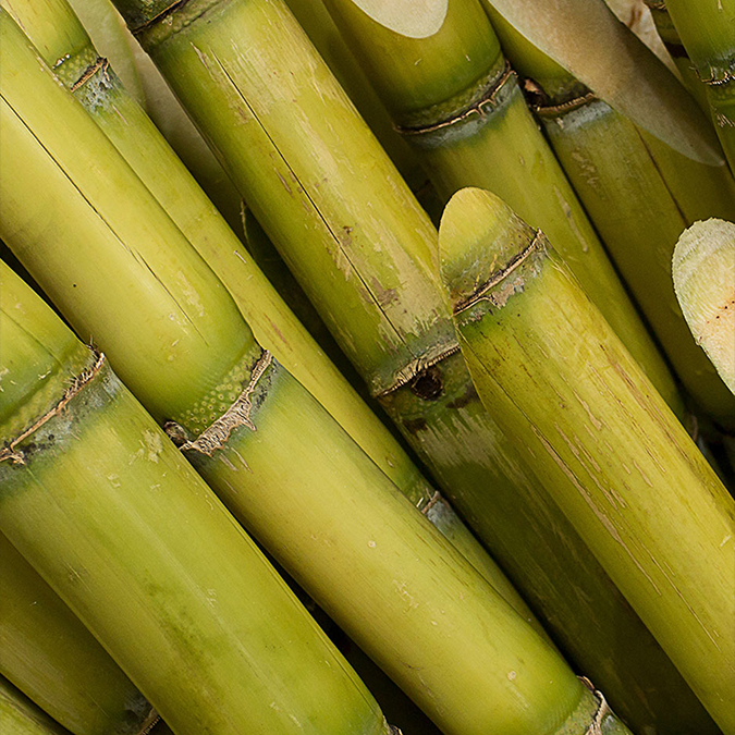 Sugar Cane